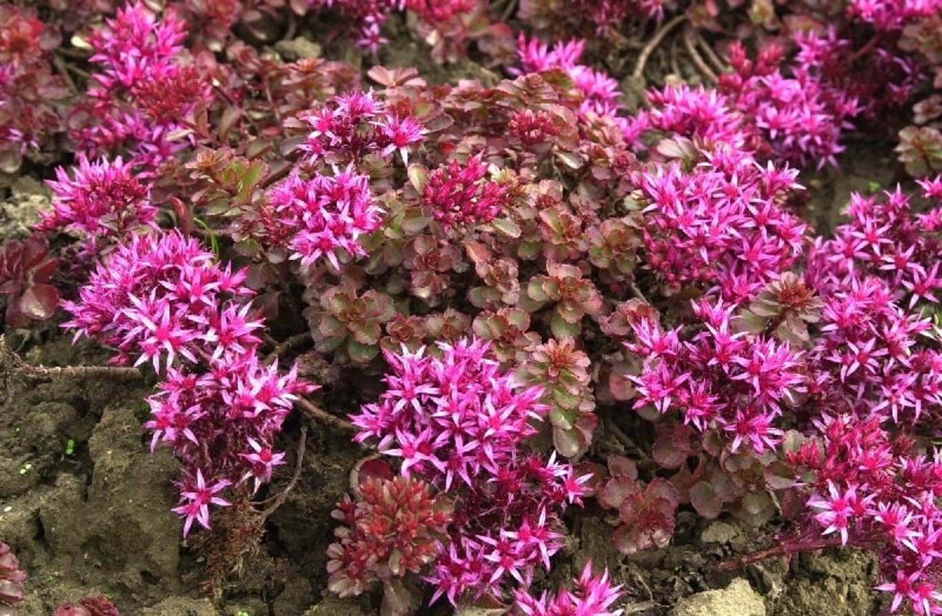 Sedum spurium 'Fuldaglut' - P11
